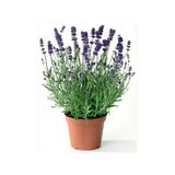 Aromatik Balkon Bitkisi Lavanta Çiçeği Fidanı 10-20 Cm