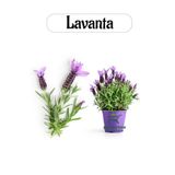 Aromatik Bitki Lavanta Fidesi 1 Adet Saksılı 20-30Cm (LAVANDER)