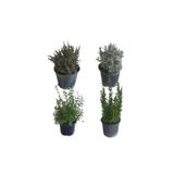 Aromatik Bitkiler, Mis Kokulu, 4'lü Mutfak Seti, Büyük Boy, Mercan Köşk/Lavanta/Biberiye/Kekik, TYBX6OGE05UUQG9F49