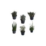 Aromatik Bitkiler, Mis Kokulu, 6'lı Set, Mercan Köşk, Lavanta, Lavantin, Biberiye, Kekik, Adaçayı, BTSAROMATİK9