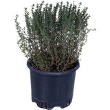 Aromatik Dağ Kekik Fidesi 1 Adet Zahter 30-40 cm