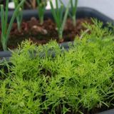 Aromatik Dereotu Fidesi ( 5 Adet)