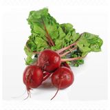 Aromatik İçi Dışı Kırmızı Red Beet Pancar Fidesi (5 Adet)