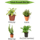 Aromatik Kokulu Mutfak Seti Adaçayı+kekik+biberiye+ıtır Çiçeği Fidesi 4 Adet