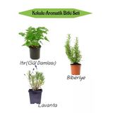 Aromatik Kokulu Mutfak Seti Itır Çiçeği+Biberiye Fidanı+Lavanta Fidesi 3 Adet, BTS010NA0809