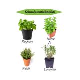 Aromatik Kokulu Mutfak Seti Reyhan+nane Fidanı+kekik+lavanta Fidesi 4 Adet