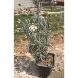 Aromatik Lavanta Fidanı Fidesi 10-20 Cm