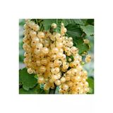 Aromatik Sarı Bektaşi Üzümü Fidanı 10-20 Cm
