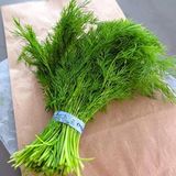 Aromatik Sofralık Soğuğa Dayanıklı Dere Otu Fidesi (5 adet)