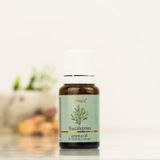 Aromatika Okaliptüs Buhurdanlık Kokusu Renkli