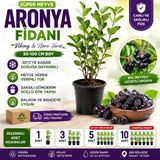 Aronya Fidanı 4 Yaş 80-100 cm Boy