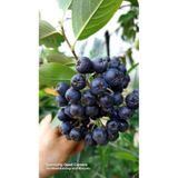 Aronya Viking Fidanı, Doku Kültürü, 1 Yaş aronia