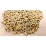 Arpacı Arpa Tohumu 1 kg Doğal Arpa Tohumu Arpa Çimi Tohumları