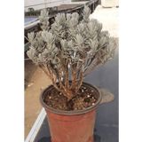 artemisiatıbbibitki Lavanta Fidesi 2 Yaşında 8 Cm Saksıda
