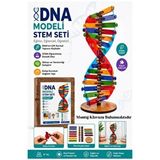 Artlantis Dna Modeli 1 Paket Ahşap Dna Yapım Seti Dna Sarmalı Deney Yapım Seti Okul Materyali Fen Bilimleri Çok Renkli