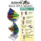 Artlantis Dna Modeli 1 Paket Kartondan Dna Yapım Seti Dna Sarmalı Deney Yapım Seti Okul Materyali Fen Bilimleri - Renkli - Standart