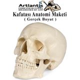 Artlantis Insan Kafatası Anatomisi Modeli 1 Adet Kafatası Maketi Gerçek Boyut Anatomik Modeli Deney Bilim Tıbbi Model Cranium - Beyaz - Standart