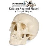 Artlantis İnsan Kafatası Anatomisi Modeli 1 Adet Kafatası Maketi Gerçek Boyut Anatomik Modeli Deney Bilim Tıbbi Model Cranium