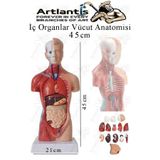 Artlantis İnsan Organ Maketi 45 cm 1 Adet İnsan Anatomi Modeli 15 Parça Sök Tak İnsan İç Organları Tıbbi Model