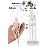 Artlantis İskelet Maketi 20 cm 1 Adet Eğitim İnsan İskelet Modeli İskelet Sistemi Haraketli İskelet Anatomisi Masaüstü Taşınabilir