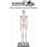 Artlantis Iskelet Maketi 45 cm 1 Adet Eğitim Insan Iskelet Modeli Iskelet Sistemi Haraketli Iskelet Anatomisi - Beyaz - Standart