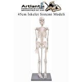 Artlantis İskelet Maketi 45 cm 1 Adet Eğitim İnsan İskelet Modeli İskelet Sistemi Haraketli İskelet Anatomisi