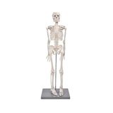 Artlantis İskelet Maketi 85 cm 1 Adet Eğitim İnsan İskelet Modeli İskelet Sistemi Haraketli İskelet Anatomisi
