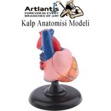 Artlantis Kalp Modeli 2 Parça 1 Adet Gerçek Boy Kalp Anatomisi Modeli Insan Kalp Modeli Renkli Bilim Deney Malzemesi - Standart