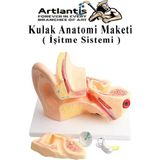 Artlantis Kulak Anatomisi Modeli 1 Adet Insan Işitme Sistemi Ses Anatomik Modeli Deney Bilim Tıbbi Model Kulak Maketi Masaüstü - Çok Renkli - Standart