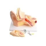 Artlantis Kulak Anatomisi Modeli 1 Adet İnsan İşitme Sistemi Ses Anatomik Modeli Deney Bilim Tıbbi Model Kulak Maketi Masaüstü