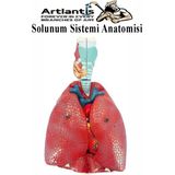 Artlantis Solunum Sistemi Modeli 1 Adet 38X25 cm Maket Larinks ve Tiroid Modeli Anatomik Deney Bilim Tıbbi Model - Çok Renkli - Standart - 25x38cm