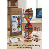 ArtMaster Dna Modeli 1 Paket Ahşap Dna Yapım Seti Dna Sarmalı Deney Yapım Seti Okul Materyali Fen Bilimleri - Renkli - Standart