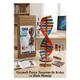 Artmaster Dna Modeli 1 Paket Ahşap DNA Yapım Seti Dna Sarmalı Deney Yapım Seti Okul Materyali Fen Bilimleri