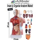 ArtMaster Insan Iç Organları Maketi 45 cm 1 Adet Sök Tak Insan Anatomi Modeli Tıbbi Model Vücut 15 Parça Insan Iç Organları - Renkli - Standart