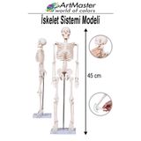 Artmaster İskelet Sistemi Maketi 45 cm 1 Adet İnsan İskelet Modeli Haraketli Eğitim İskelet Anatomisi İskelet