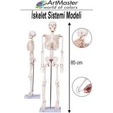 ArtMaster Iskelet Sistemi Maketi 85 cm 1 Adet Insan Iskelet Modeli Haraketli Eğitim Iskelet Anatomisi Iskelet Sistemi - Beyaz - Standart