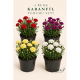 Artuka Botanica 4 Renk Karanfil Tohumu Özel Seti (60+ ad) | Kırmızı, Sarı, Beyaz ve Mor Karanfil Tohumu