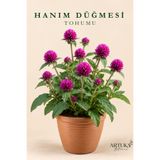Artuka Botanica Medine Hanım Düğmesi Çiçeği Tohumu (20 ad) | Çiçek Tohumu