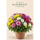 Artuka Botanica Renkli Kasımpatı Çiçeği Tohumu (15 ad) | Çiçek Tohumu