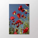Arty Tablo Gelincikler Tablo Amz-Ala169-X 60X90