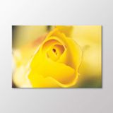 Arty Tablo Sarı Gül Tablo Amz-Art304-X 50X35