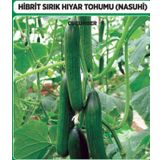 Arzuman 10 Adet Salatalık Nasuhi Hibrit Sırık Hıyar Tohumu