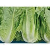 Arzuman 10 gr Yedikule Marul Tohumu