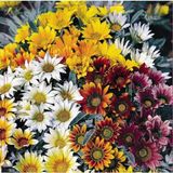 Arzuman 20 Adet Meramlı Kız Gazania Splendens Çiçek Tohumu