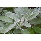 Arzuman Adaçayı Salvia Offıcınalıs 50 Adet Tohum