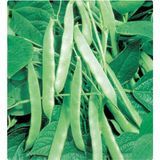 Arzuman Fasulye Sırık 50 gr Tohum