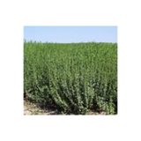 Arzuman Kekik Tohumu 100 Adet 4523693