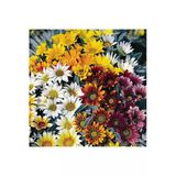 Arzuman Tohumculuk Meramlı Kız Tohumu Yerli Gazania Splendens 20 Adet