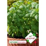 Arzuman Yeşil Fesleğen - Yeşil Reyhan (Ocimum Basilicum) Çiçek Tohumu 100 Adet
