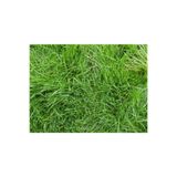Asel Farm Çim Tohumu 1 Kg Uganda Çimi Köpek Dişi Ayrığı